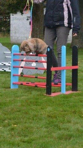 Kanin Jordbærgårdens Exotic Kaki billede 17