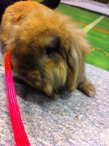 Kanin Jordbærgårdens Exotic Kaki billede 20