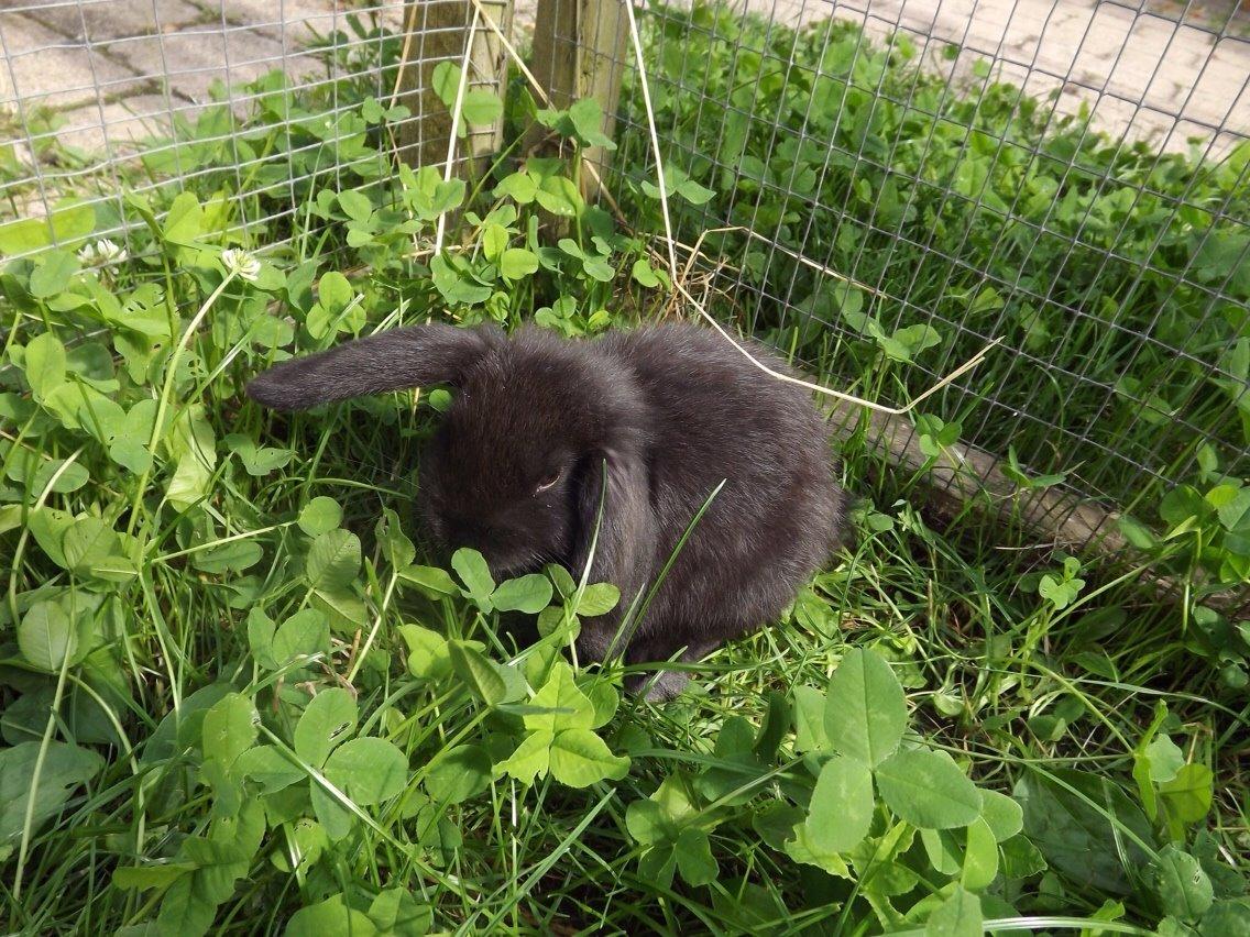 Kanin Tonic billede 1