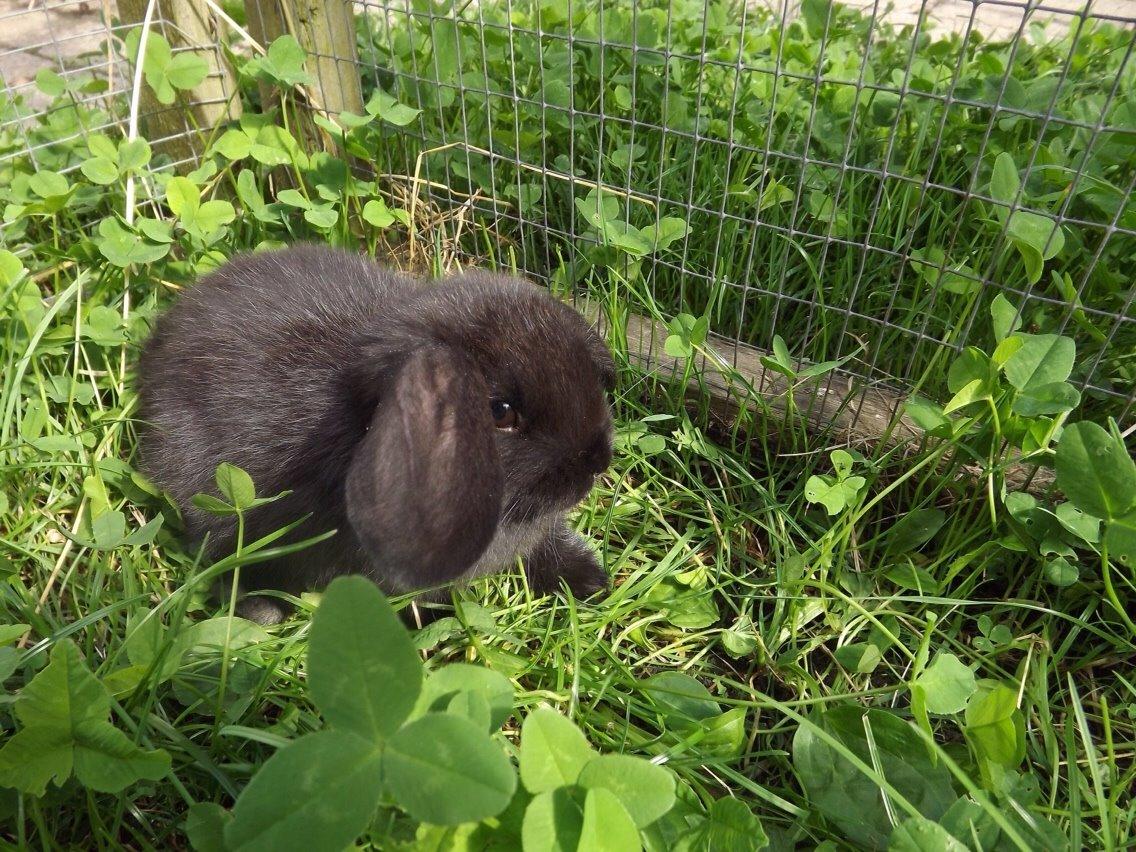 Kanin Tonic billede 4