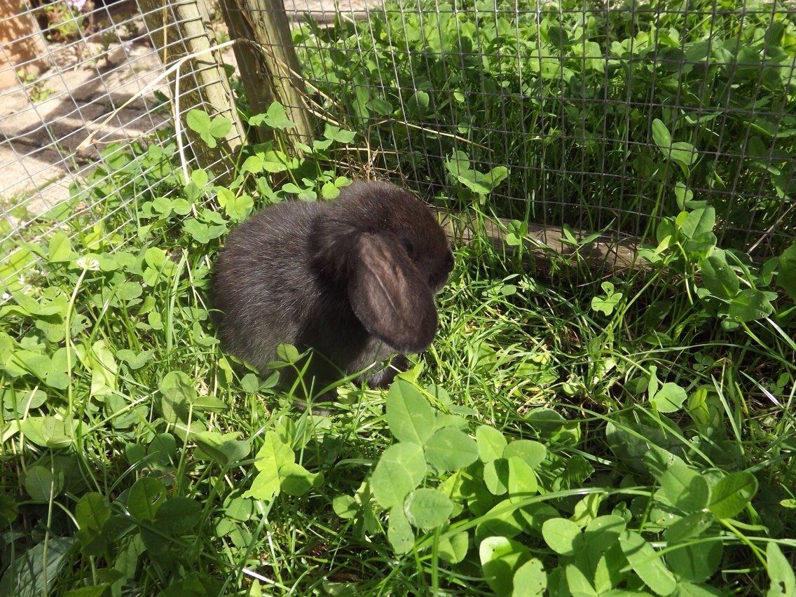 Kanin Tonic billede 7