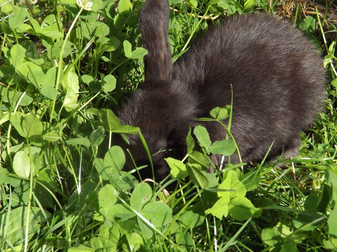 Kanin Tonic billede 9