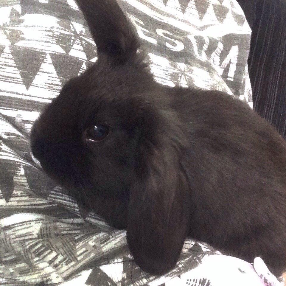 Kanin Tonic billede 13