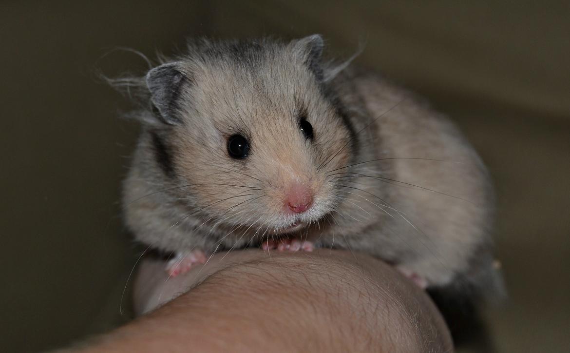 Hamster Fischers Cruella De'vil  billede 1