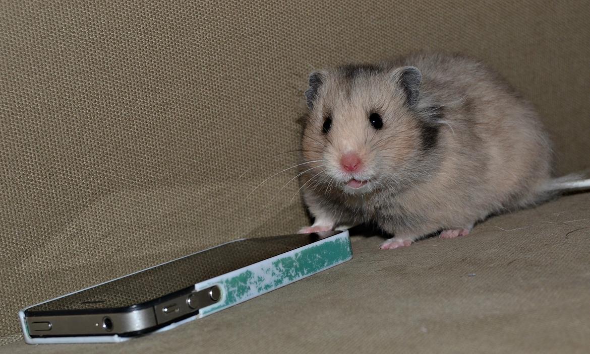 Hamster Fischers Cruella De'vil  billede 3