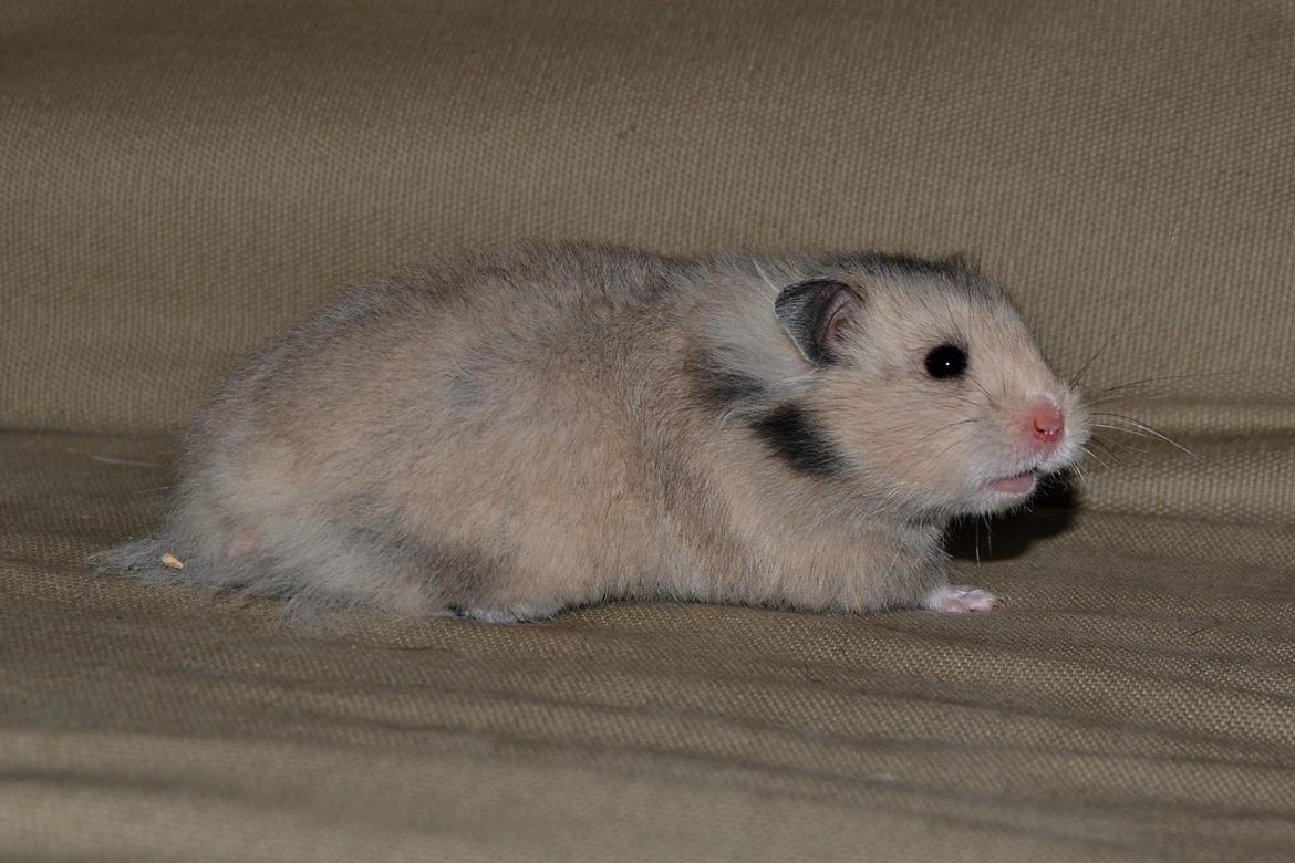 Hamster Fischers Cruella De'vil  billede 2