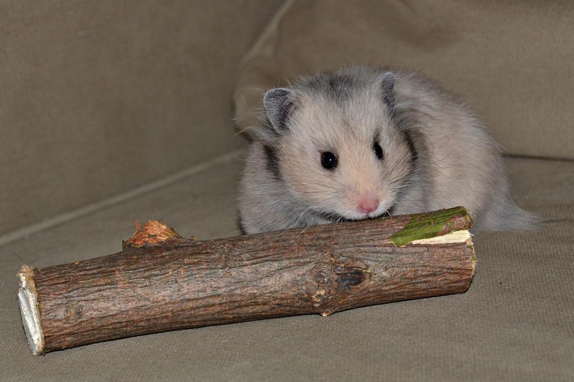 Hamster Fischers Cruella De'vil  billede 14