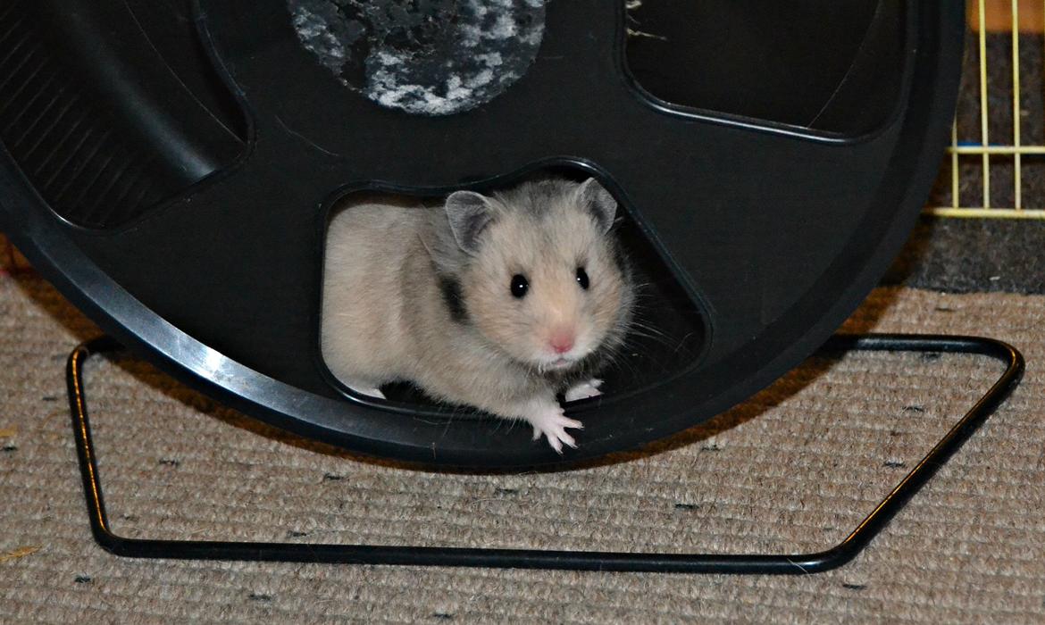 Hamster Fischers Cruella De'vil  billede 15