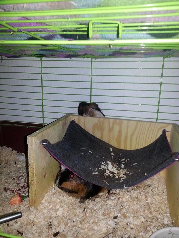 Marsvin Murloc Aurugugluglua billede 15