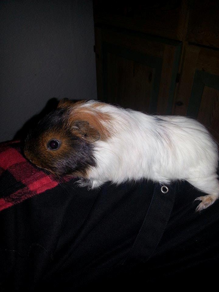 Marsvin Murloc Aurugugluglua billede 11