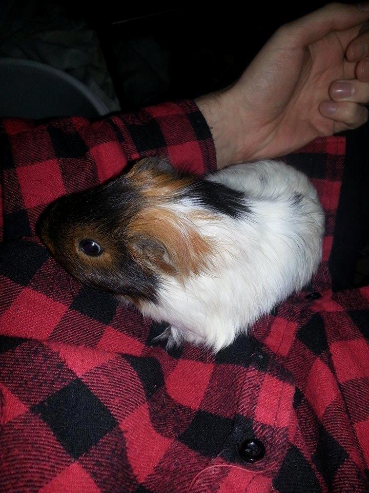 Marsvin Murloc Aurugugluglua billede 12