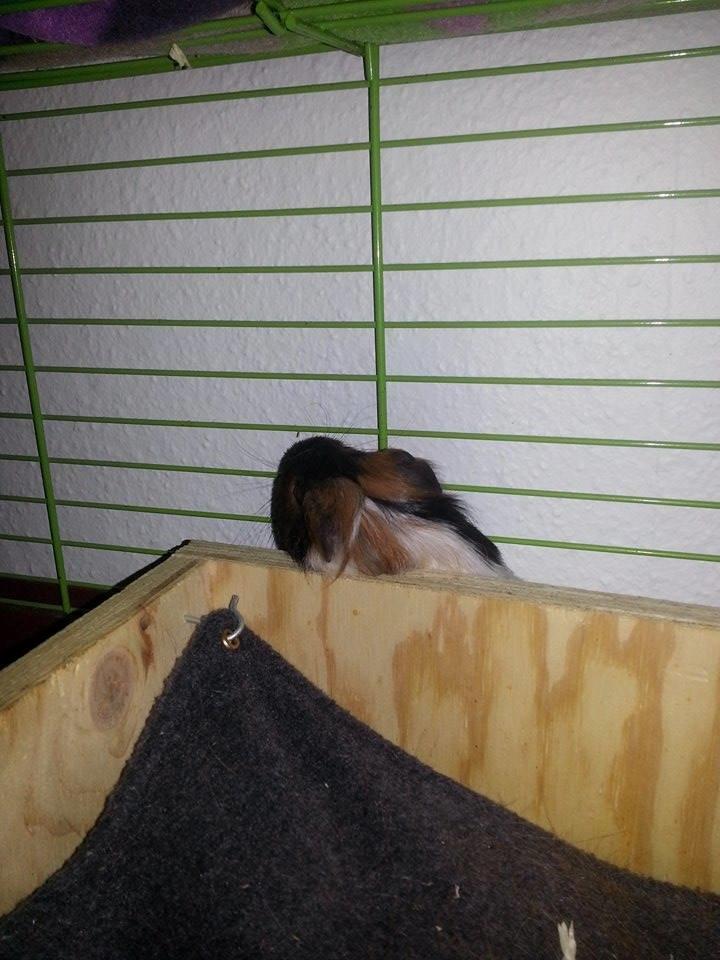 Marsvin Murloc Aurugugluglua billede 16