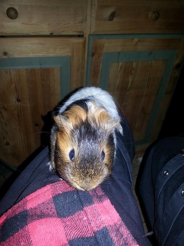 Marsvin Murloc Aurugugluglua billede 14