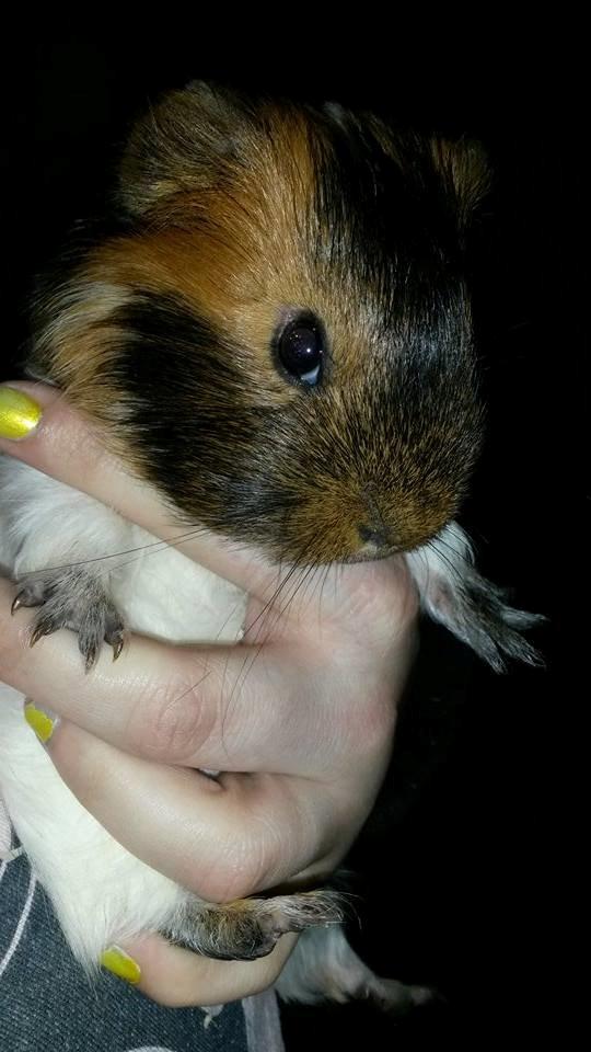 Marsvin Murloc Aurugugluglua billede 3