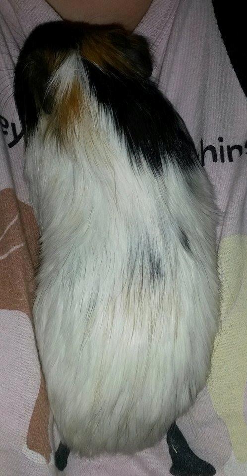 Marsvin Murloc Aurugugluglua billede 13