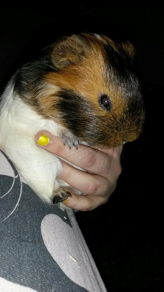 Marsvin Murloc Aurugugluglua billede 5