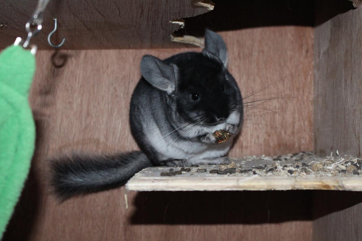 Chinchilla Furrytails' Elvira billede 2