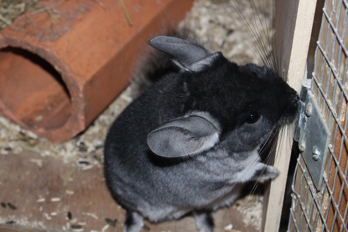 Chinchilla Furrytails' Elvira billede 1