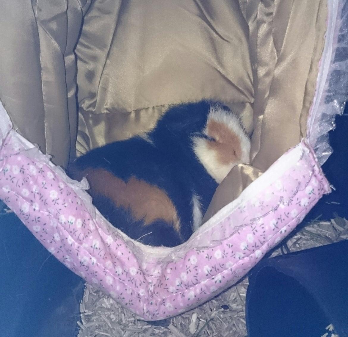 Marsvin Pixie billede 20