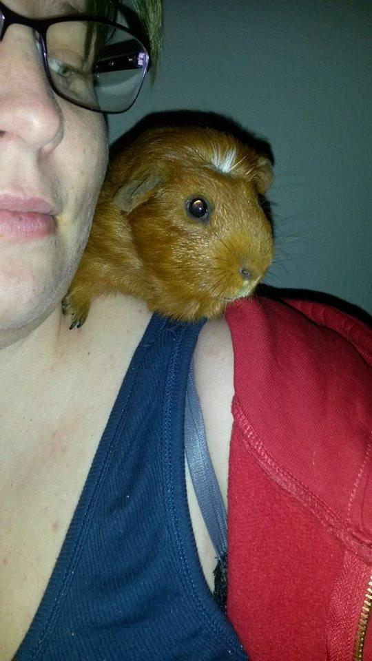 Marsvin Caro DingleHopper billede 2