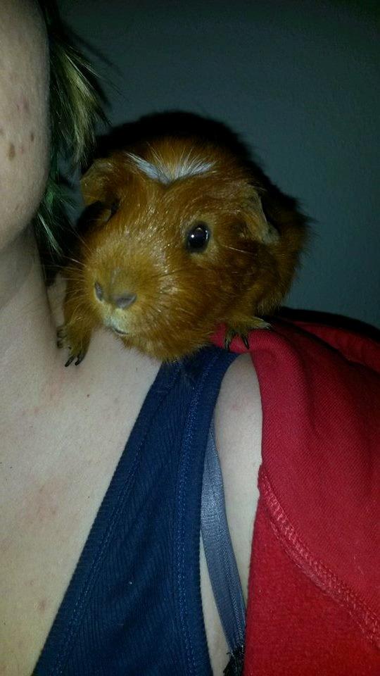 Marsvin Caro DingleHopper billede 1