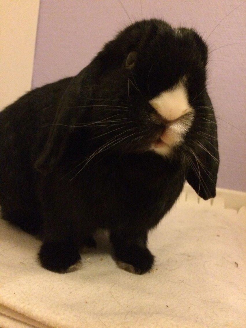 Kanin Ministald's Black Amira billede 31