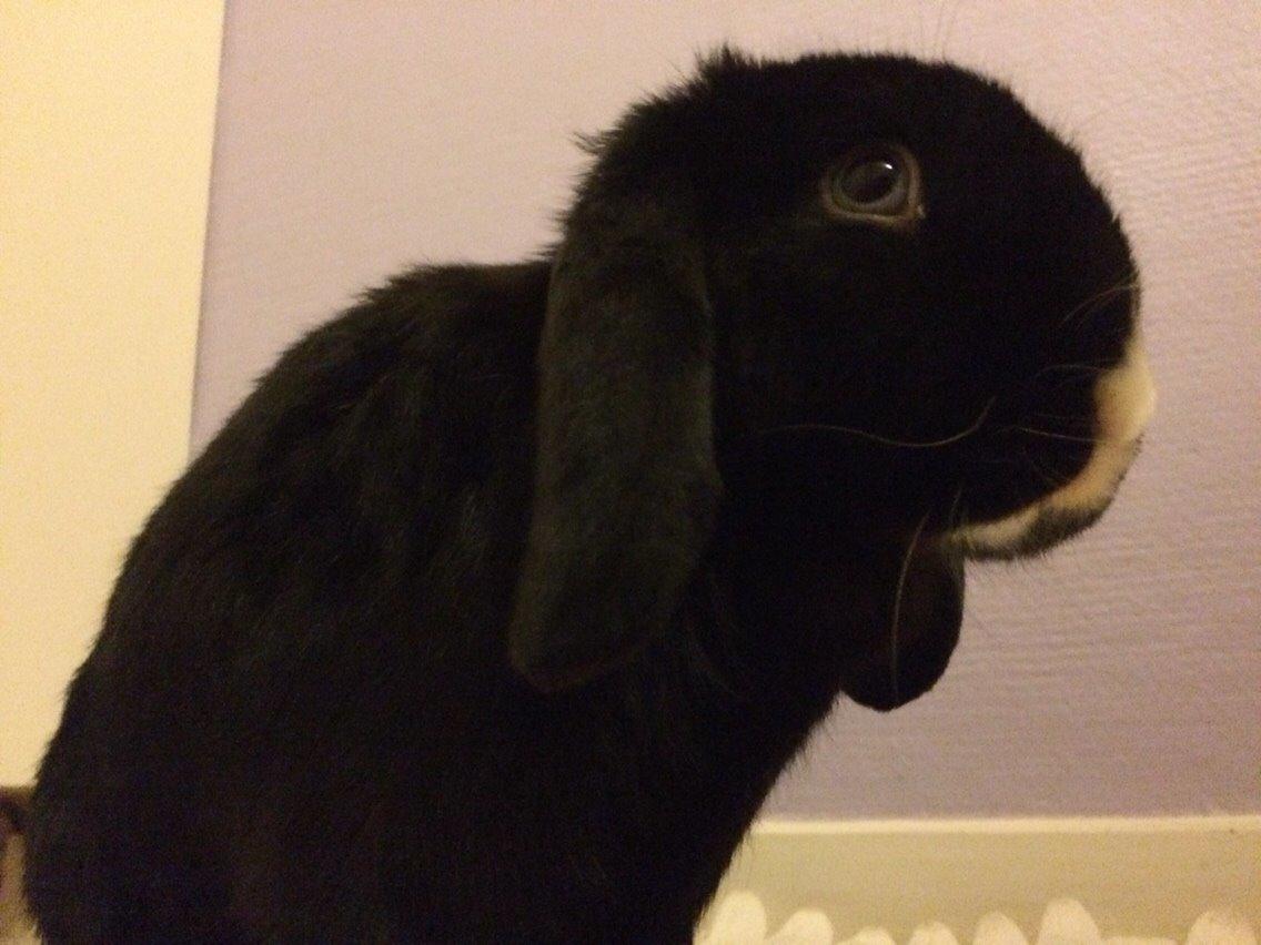 Kanin Ministald's Black Amira billede 32