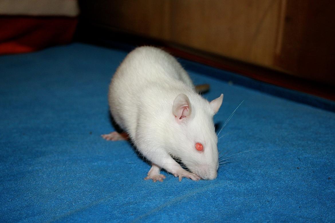 Tamrotte Kamilla billede 1