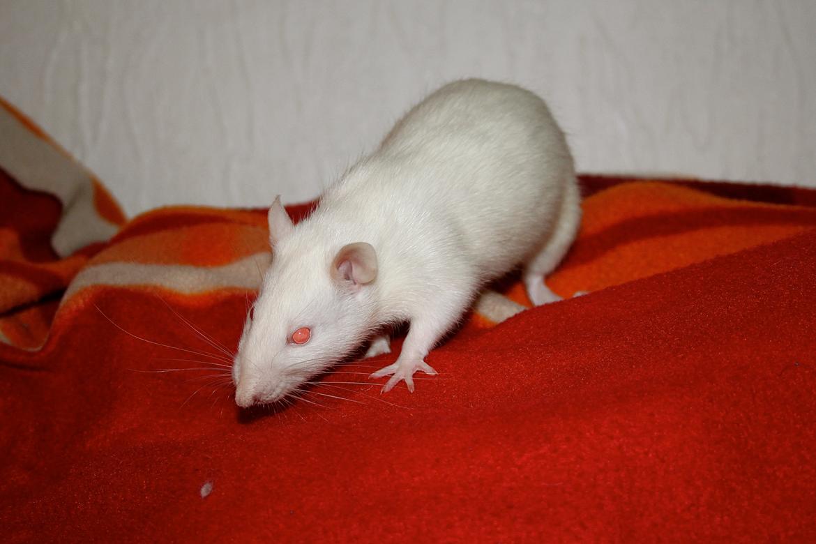 Tamrotte Kamilla billede 3