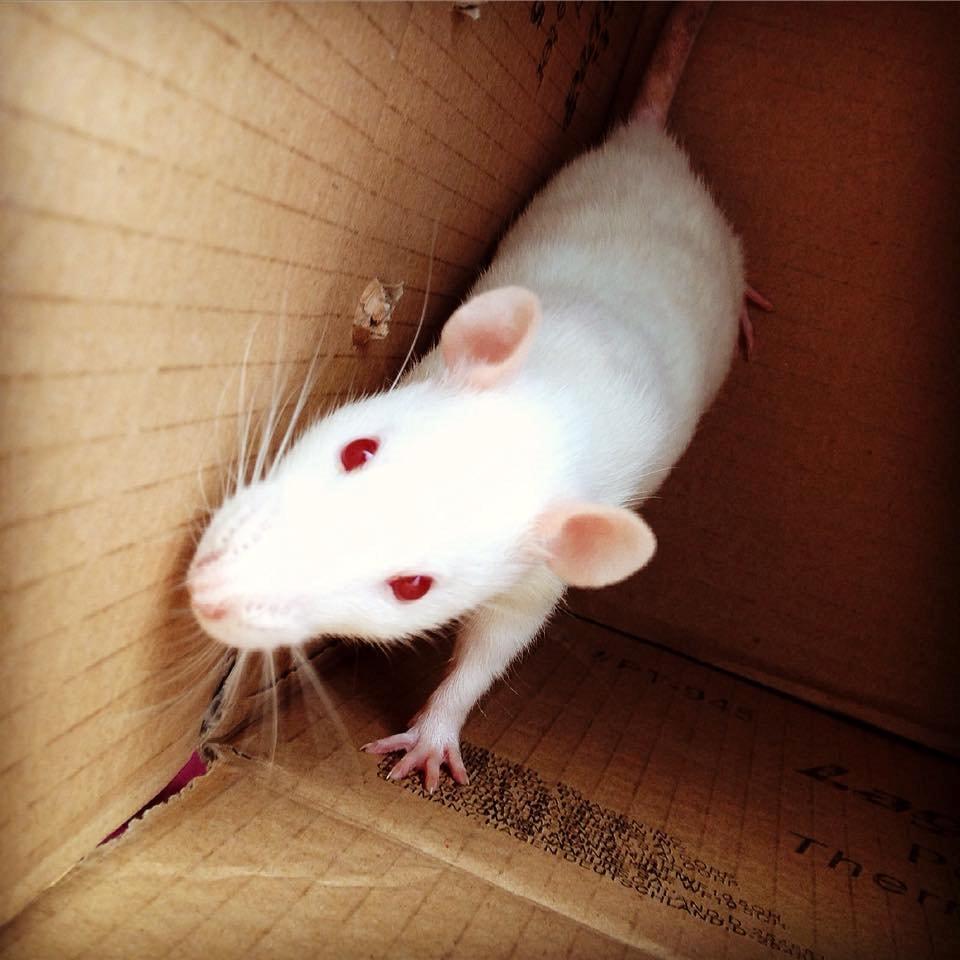 Tamrotte Kamilla billede 4