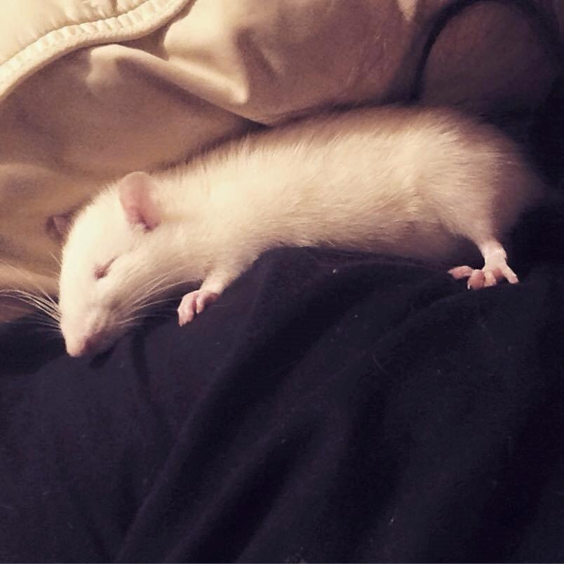 Tamrotte Kamilla billede 5