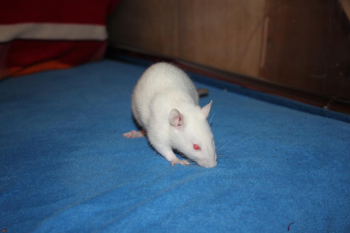 Tamrotte Kamilla billede 2