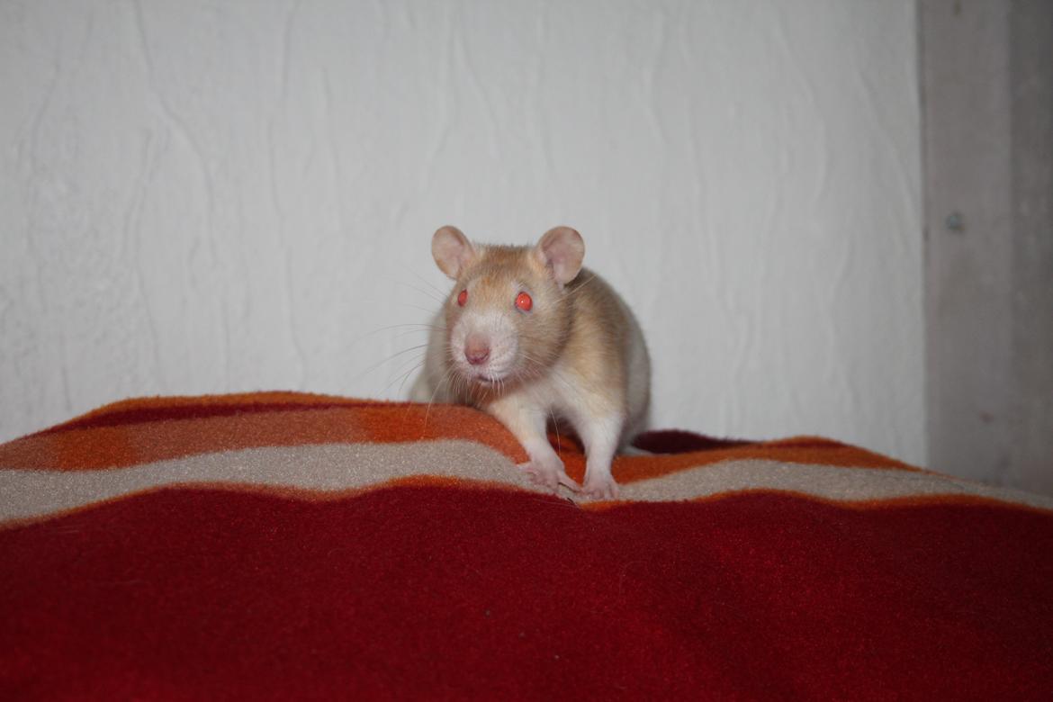 Tamrotte Molly billede 6