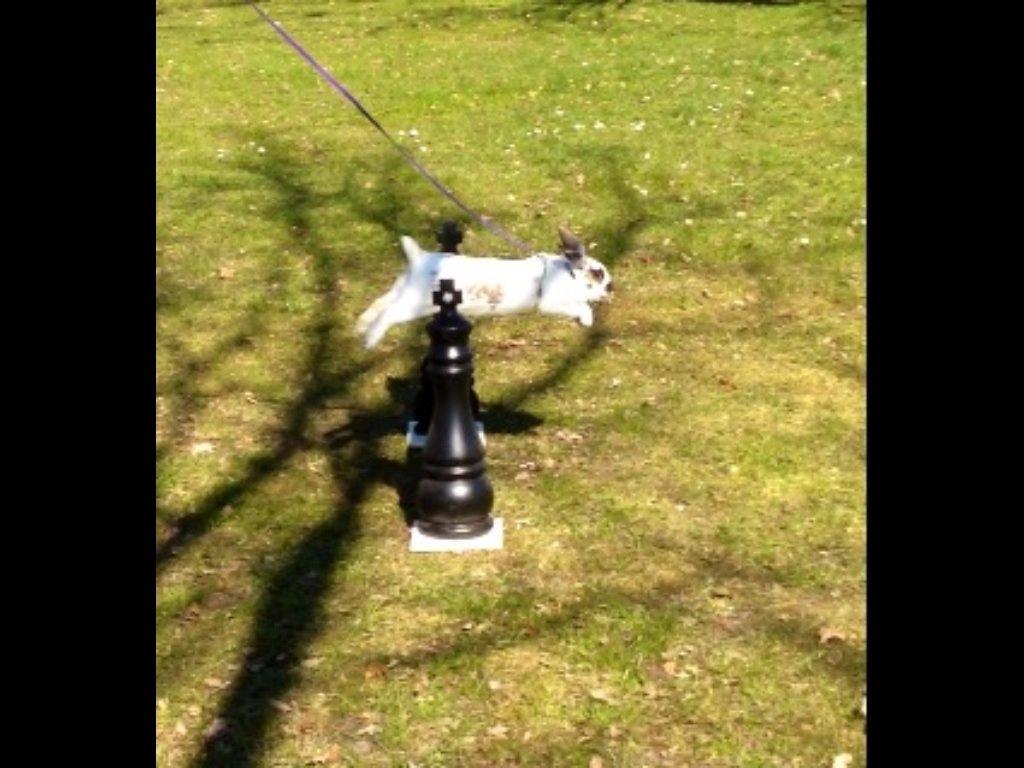 Kanin Taharas Sofia Lugo billede 1