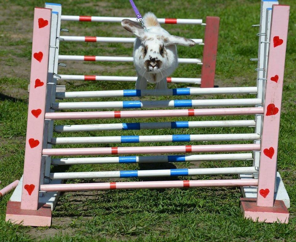 Kanin Taharas Sofia Lugo billede 2