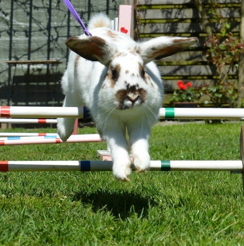 Kanin Taharas Sofia Lugo billede 3