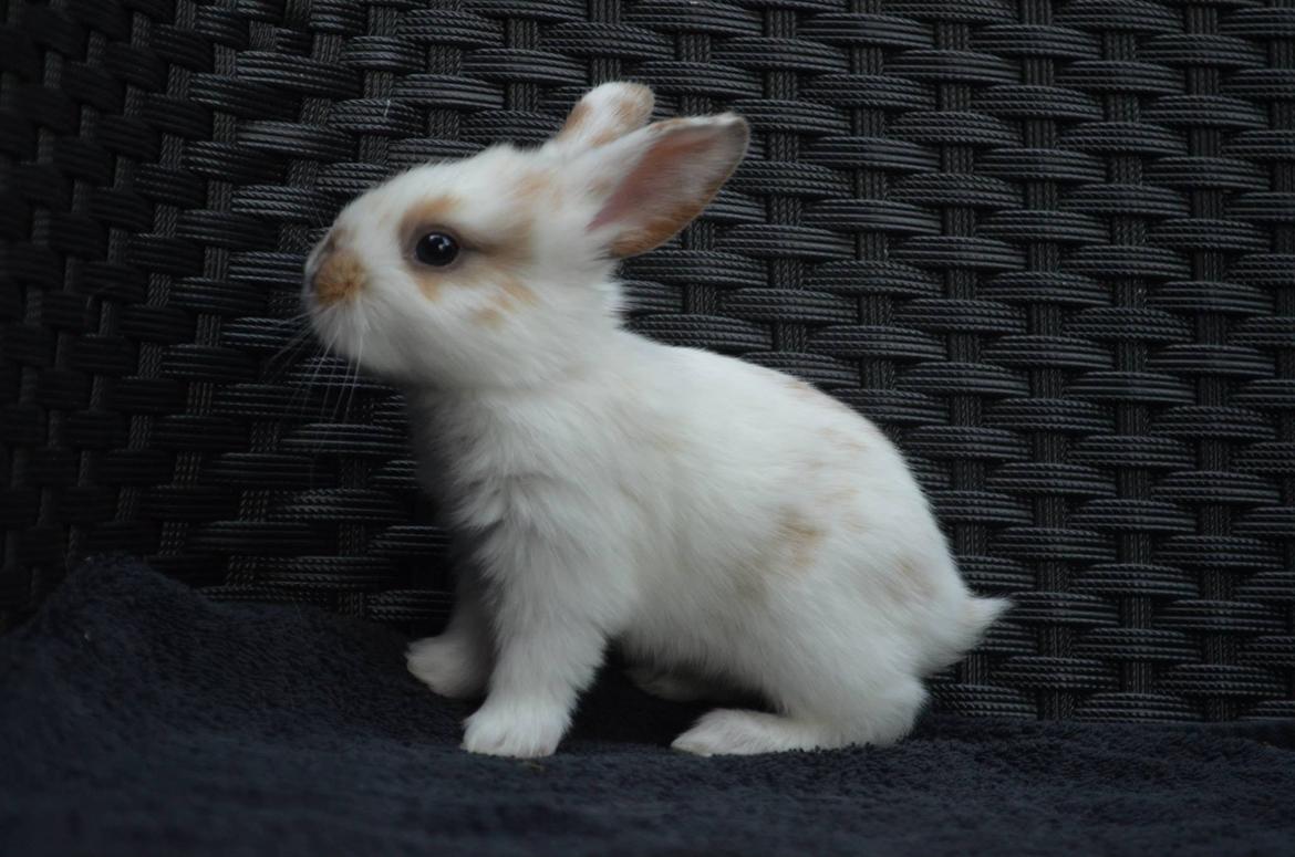 Kanin Taharas Sofia Lugo billede 4