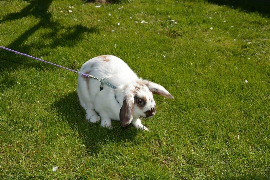 Kanin Taharas Sofia Lugo billede 5