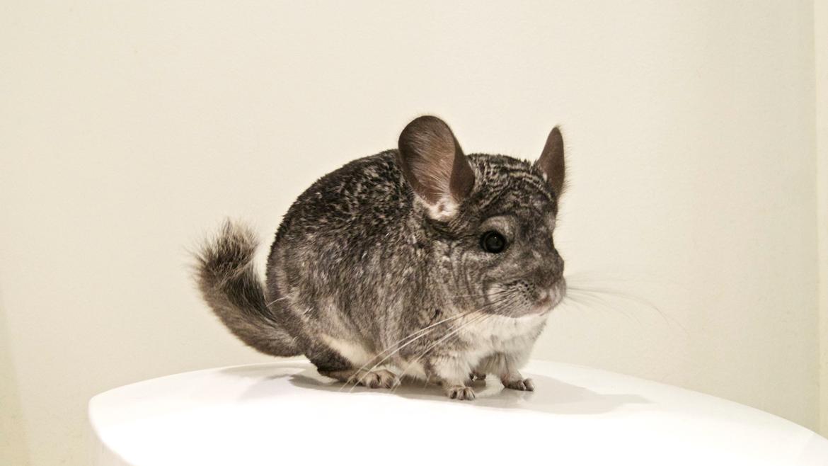 Chinchilla Chin Chin billede 1