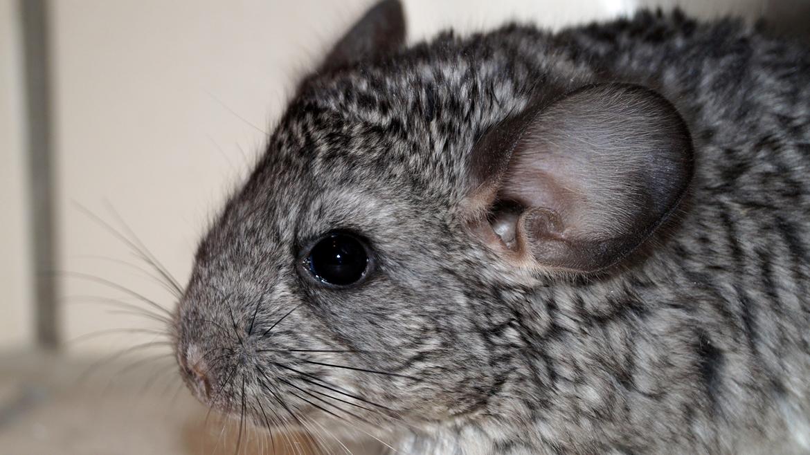 Chinchilla Chin Chin - Chin Chin som lille  billede 2