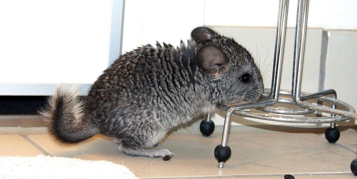 Chinchilla Chin Chin billede 4