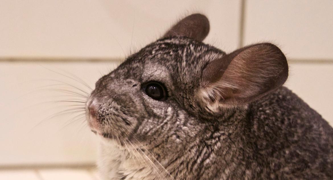 Chinchilla Chin Chin billede 5