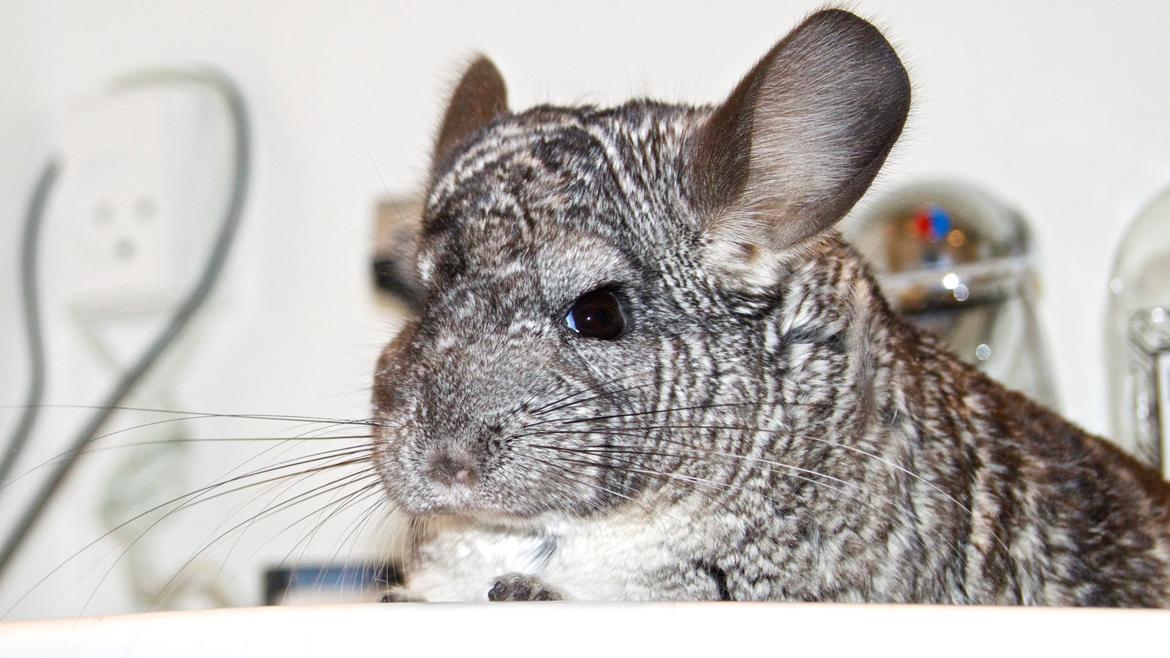 Chinchilla Chin Chin billede 6