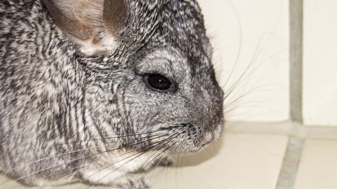 Chinchilla Chin Chin billede 7