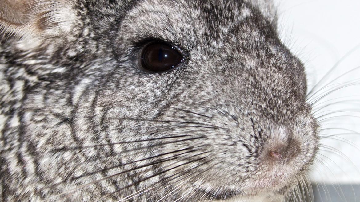 Chinchilla Chin Chin billede 8