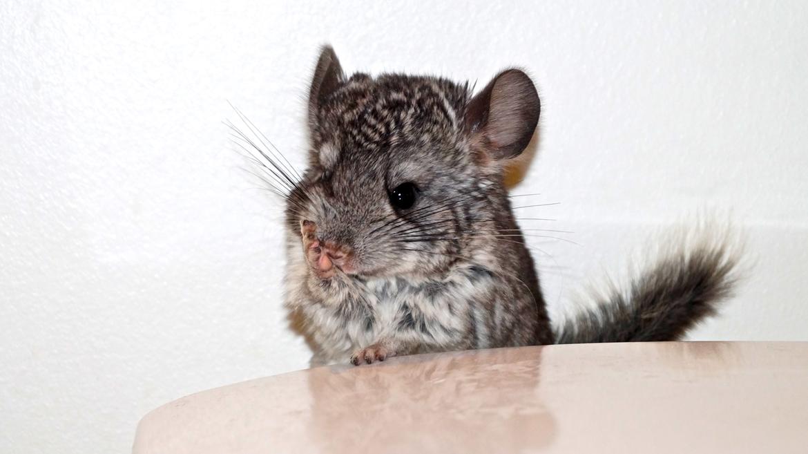 Chinchilla Chin Chin - Og igen Chin Chin som baby helt klart mit ynglings billed fra da hun var unge billede 3