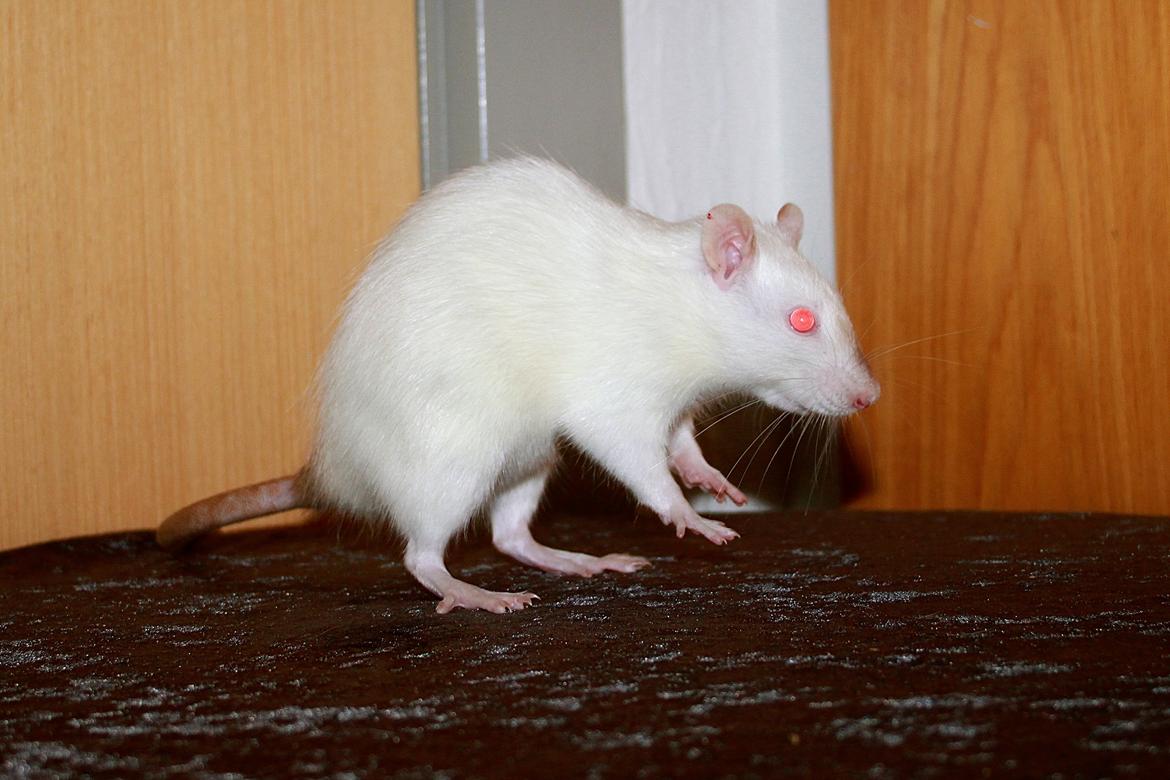 Tamrotte DE Vanilla billede 7
