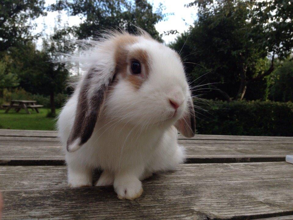 Kanin Hero billede 2