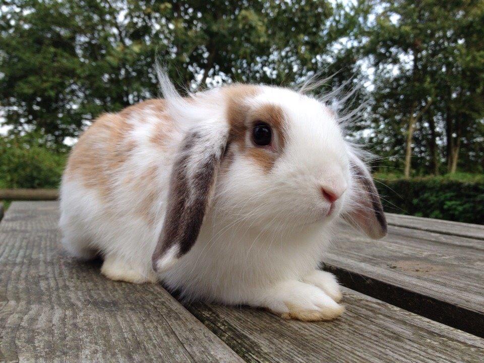 Kanin Hero billede 1