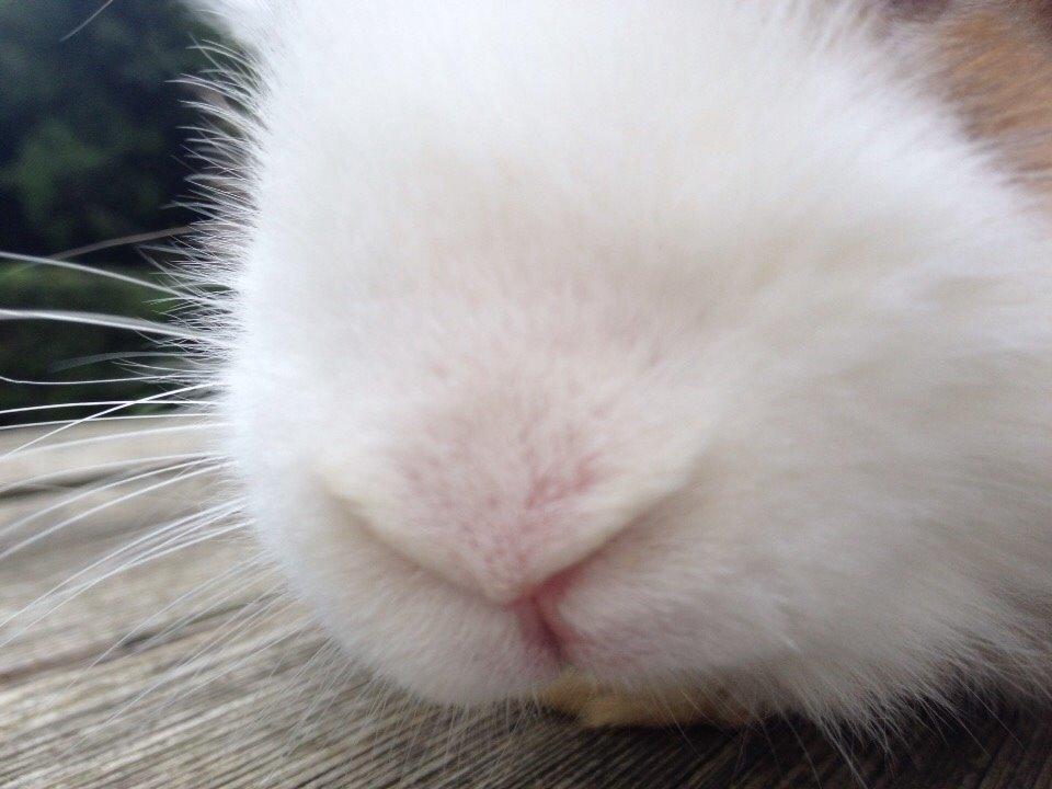 Kanin Hero billede 3